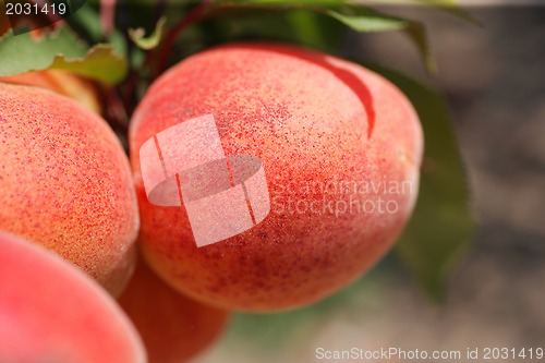 Image of apricots