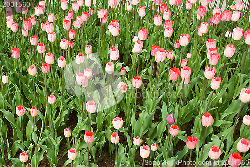 Image of Beautiful flowers - tulips.