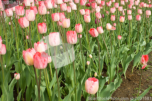 Image of Beautiful flowers - tulips.