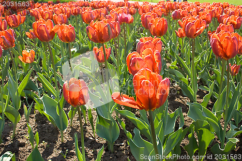 Image of Beautiful flowers - tulips.