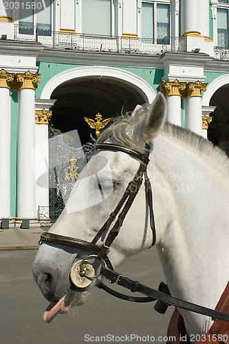 Image of The horse at the gates of the Hermitage. St. Petersburg. Russia.