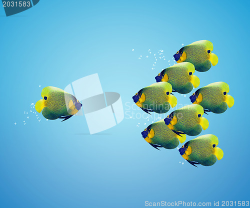 Image of big angelfish leading group of angelfish