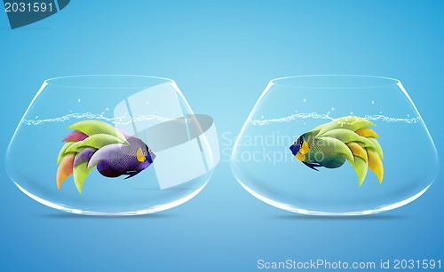 Image of Two Angelfish in Two bowls