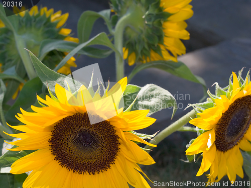 Image of Sunflowers