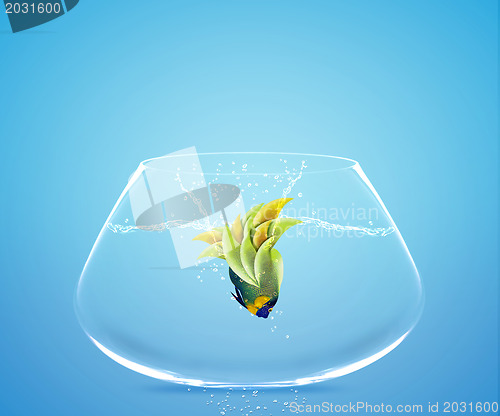 Image of Angelfish jumping to other bowl