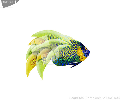 Image of colorful angelfish