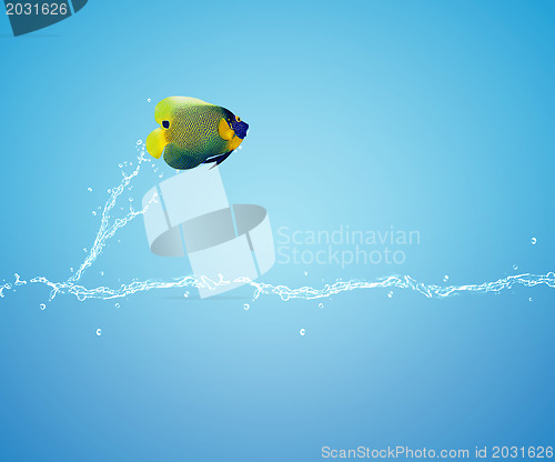 Image of Angelfish jumping