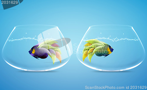 Image of angelfish in difference way