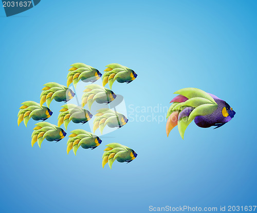 Image of big angelfish leading group of angelfish