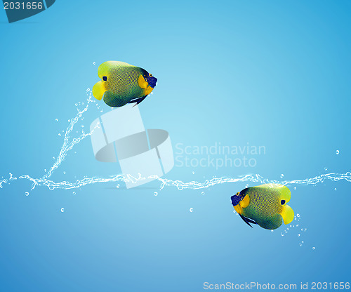 Image of Angelfish jumping