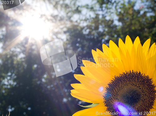 Image of Closeup sunflower with beautiful lens flare