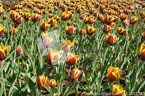 Image of Beautiful flowers - tulips.
