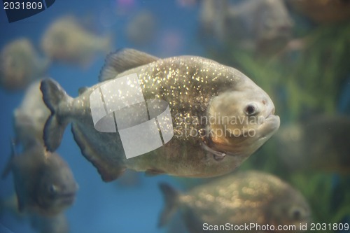 Image of Piranha fishes