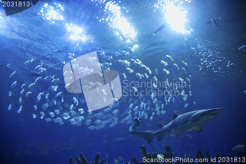 Image of shark in blue sea