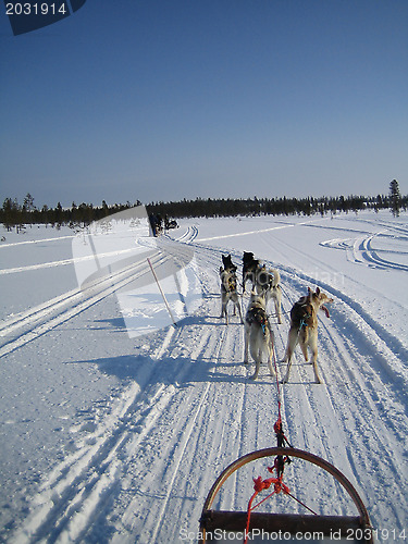 Image of dog sledding in lapland