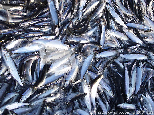 Image of vendace fish