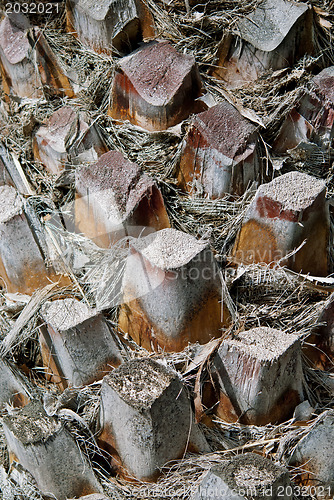 Image of Palm Tree