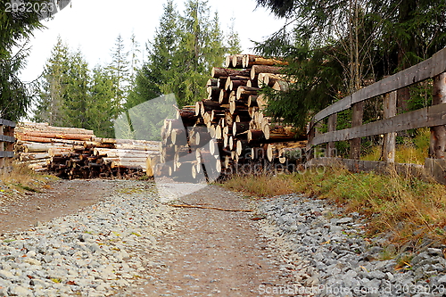 Image of felled trees near a mountain road