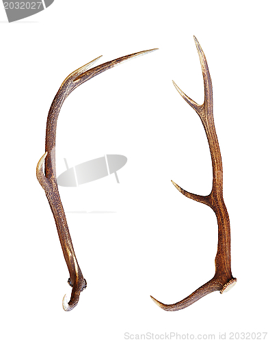 Image of red deer antler isolated on white