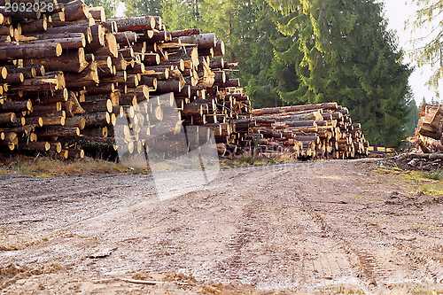 Image of rural road with bunch of felled trees