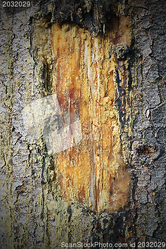 Image of scar on a tree trunk