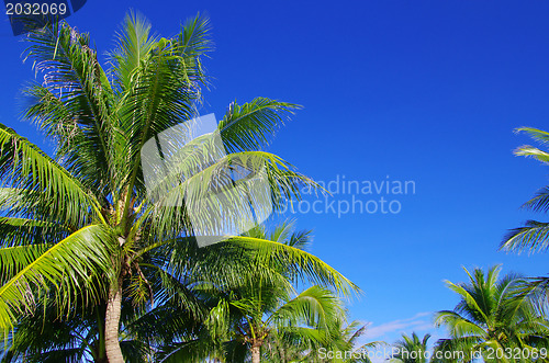 Image of palm tree 