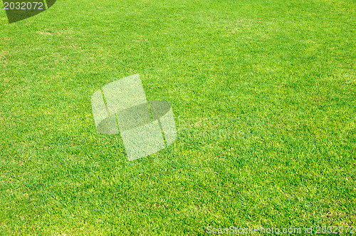 Image of  green grass 