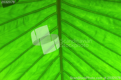 Image of  green leaf 