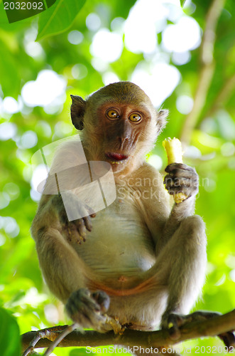 Image of monkey 
