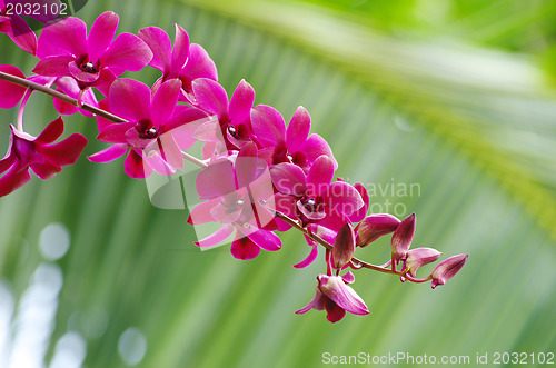 Image of orchid 