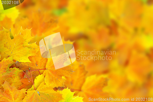 Image of autumn leafs