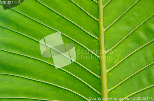 Image of  leaf texture 