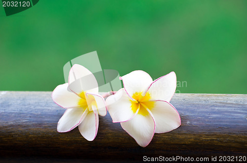 Image of Pink frangipani flowers 