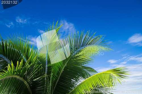 Image of  palm 