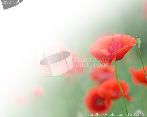 Image of closeup of red poppy on cereal field