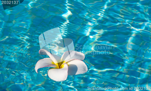 Image of frangipani flower 