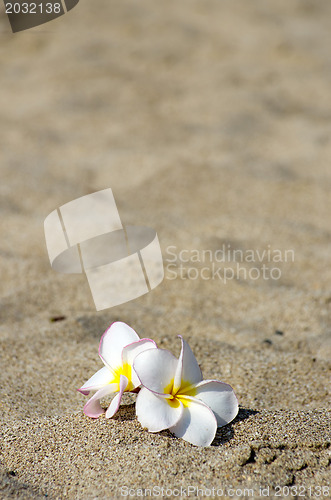 Image of  flowers Plumeria alba 