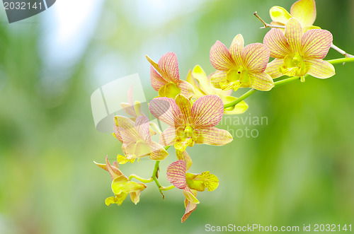 Image of  orchid on green 