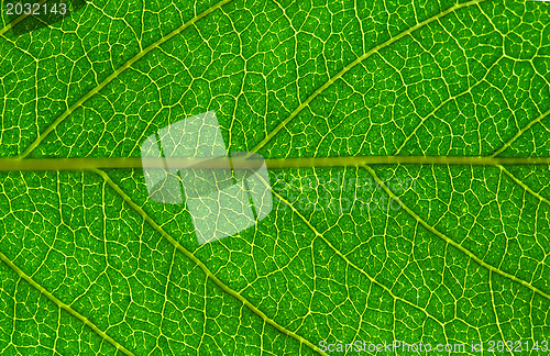 Image of  leaf  background