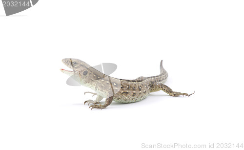 Image of lizard 