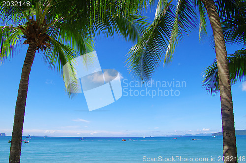 Image of  palm tree 