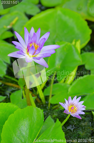 Image of lotus 