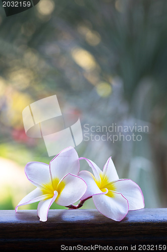 Image of  frangipani flowers 