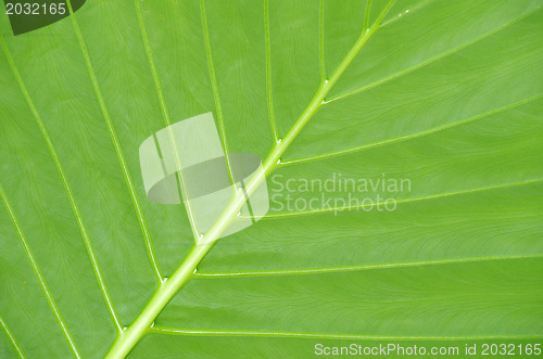 Image of  leaf texture 