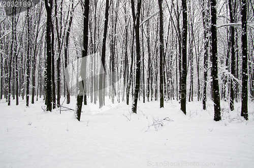 Image of winter forest  