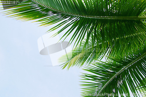Image of palm 