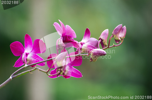 Image of orchid 