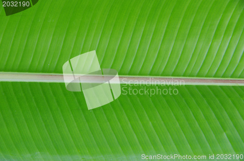 Image of  leaf texture 