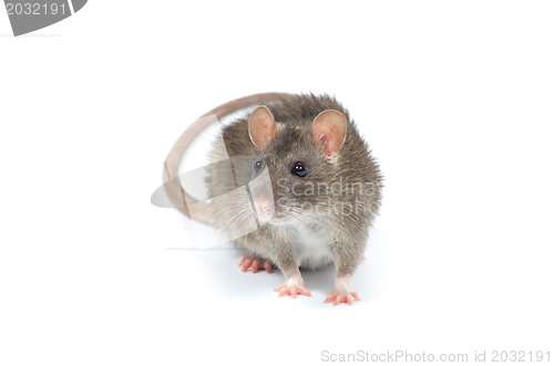 Image of rat 