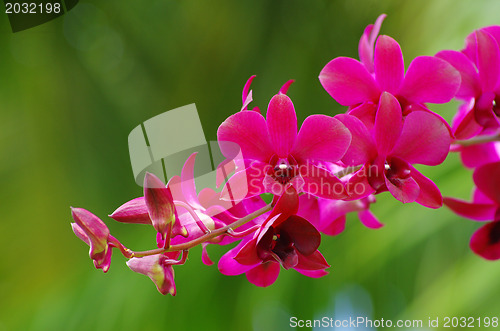 Image of  orchid 